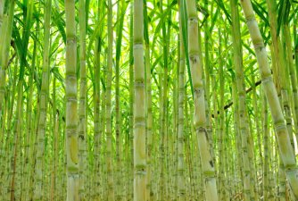 Sugarcane fields